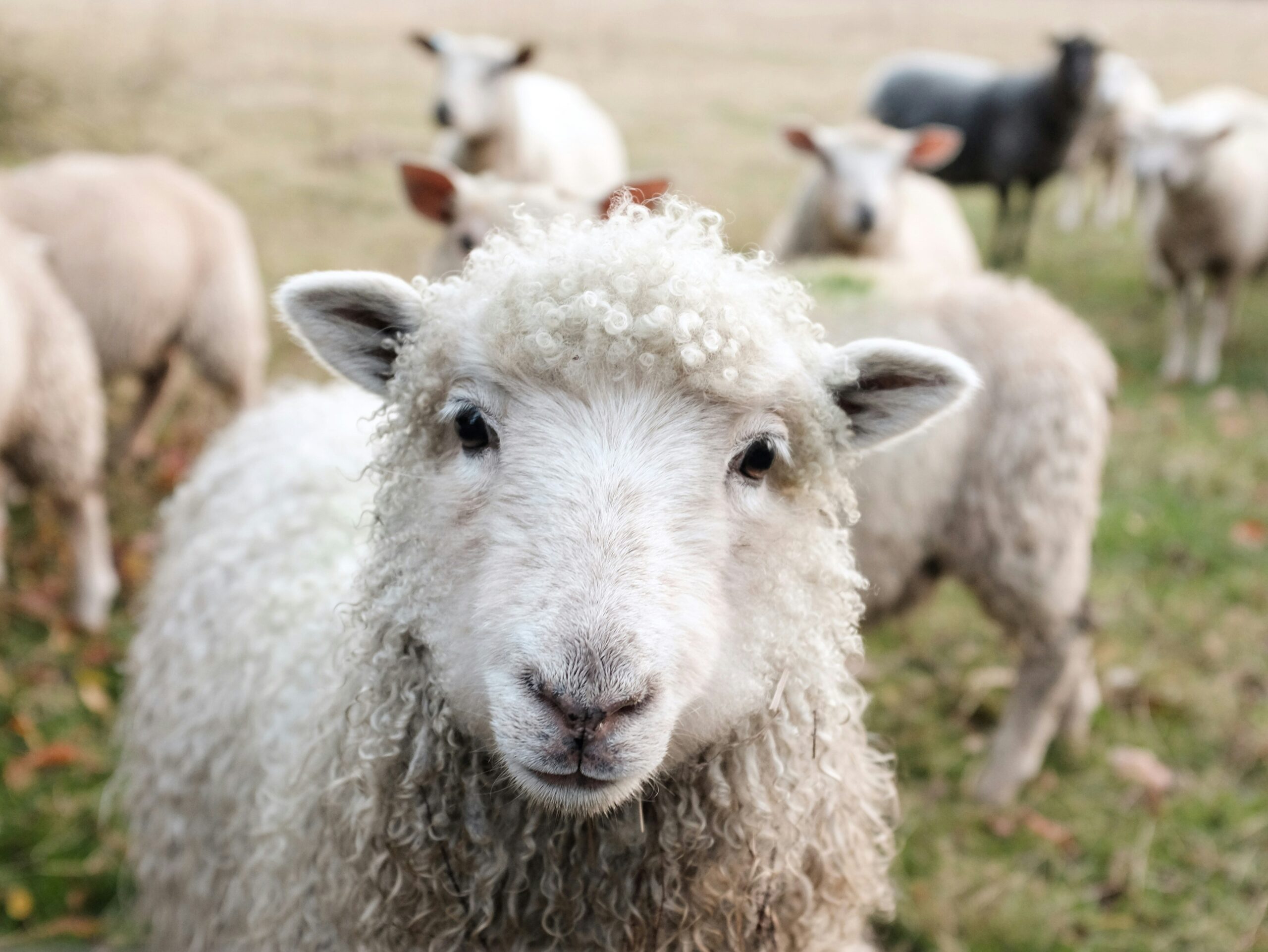 How to Process Wool at Home: A Beginner-Friendly Guide