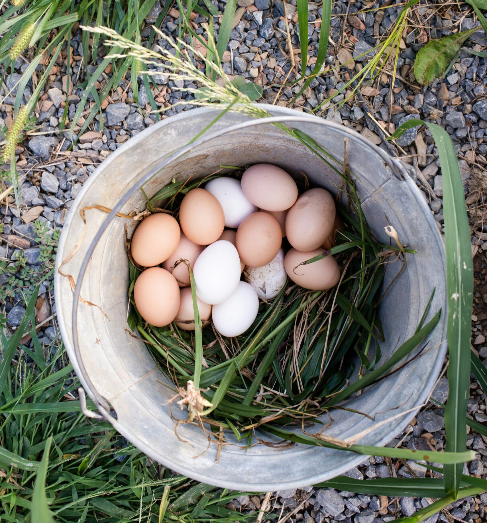 The Science Behind Egg Yolk Colours: What Your Breakfast Says About your Chickens